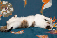 Арбузик полосатый - любовь в полоску!