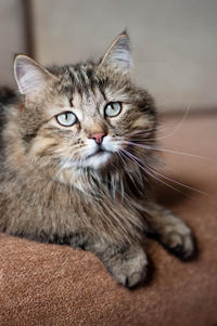 Мэделин - роковая красотка