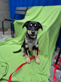 Луна Малышка