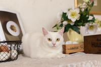 Эззи Вах - Кошка, белая