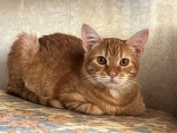 Оливер Бельский