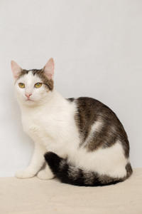 Малышка Вах - кошка