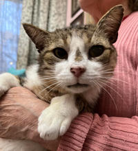 Темка Минчаков