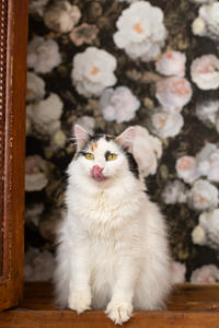 Чара Вах - Кошка, белая