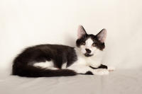 Карат Вах - мохнатый красавчик