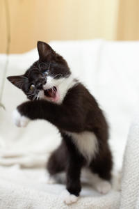 Барби Шугаевская