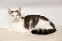 Малышка Вах - кошка