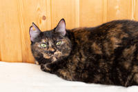 Халли - сладкая специя