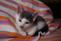 Кронос Вах - милый озорник