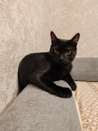 Морис Дружный