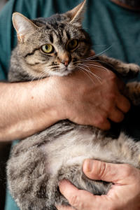 Мурчёна Глинки