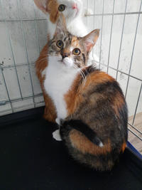 Шелли Лошицкая