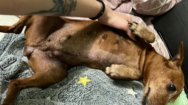 IMG-50dc3e214a4cc9f7fc065815832bc53f-V.jpg