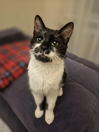 Тёма Дачный