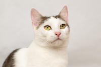 Малышка Вах - кошка