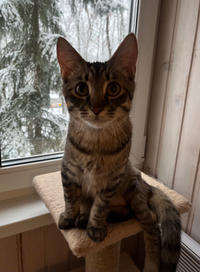 Тиша Мядельский