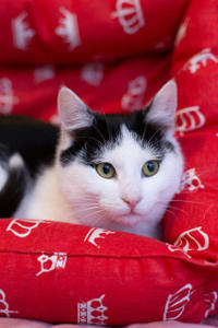 Капитоша Мельникайте