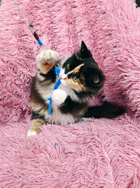 Мусся - кошка для человека