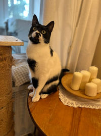 Бэтман Тимошенко