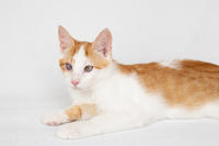 Генри Форд - ласковый целовательный котенок