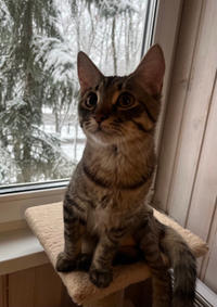 Тиша Мядельский