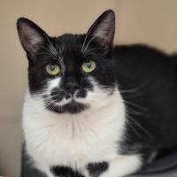 Тёма Дачный