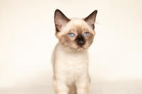 Кирио - Милая сиамочка