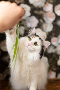 Чара Вах - Кошка, белая