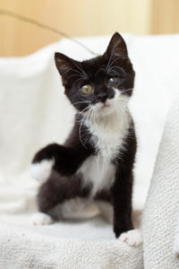 Барби Шугаевская