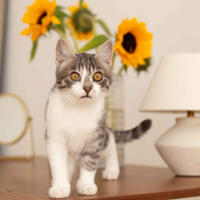 Булочка Веро