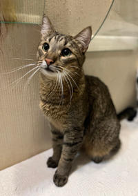 Самир Одоевский