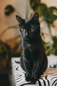 Дизель Вин - любитель целоваться!