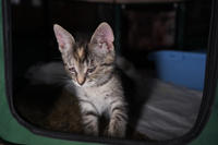 Клеопатра Вах - милая малышка с грустинкой