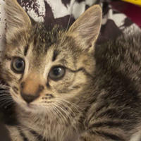     Никитка Одоевский