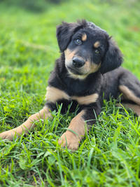 Берта Малышка