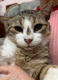 Темка Минчаков