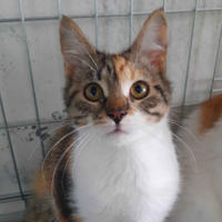     Шелли Лошицкая