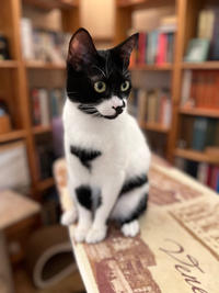 Бэтман Тимошенко