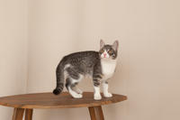 Белочка Веро - Красота! Характер! Личность!