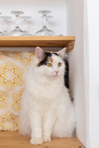 Чара Вах - Кошка, белая