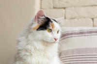 Чара Вах - Кошка, белая