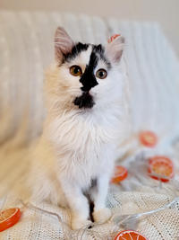 Джастин Дачный