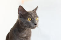 Катрин Притыцкая