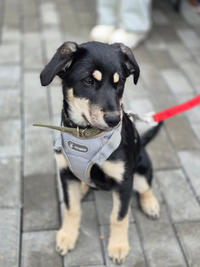 Луна Малышка