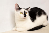 Мура Вах - кошка