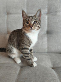 Нежный Феликс - нежное ласковое дитя