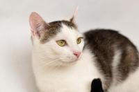 Малышка Вах - кошка