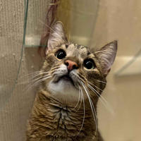 Самир Одоевский