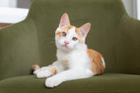 Генри Форд - ласковый целовательный котенок