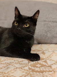 Морис Дружный